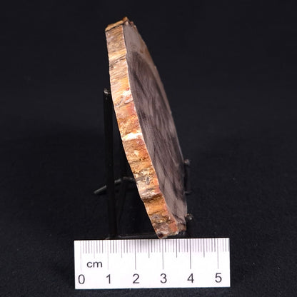 PETRIFIED WOOD CASUARINA sp. Late Oligocene, Australia ZCW008