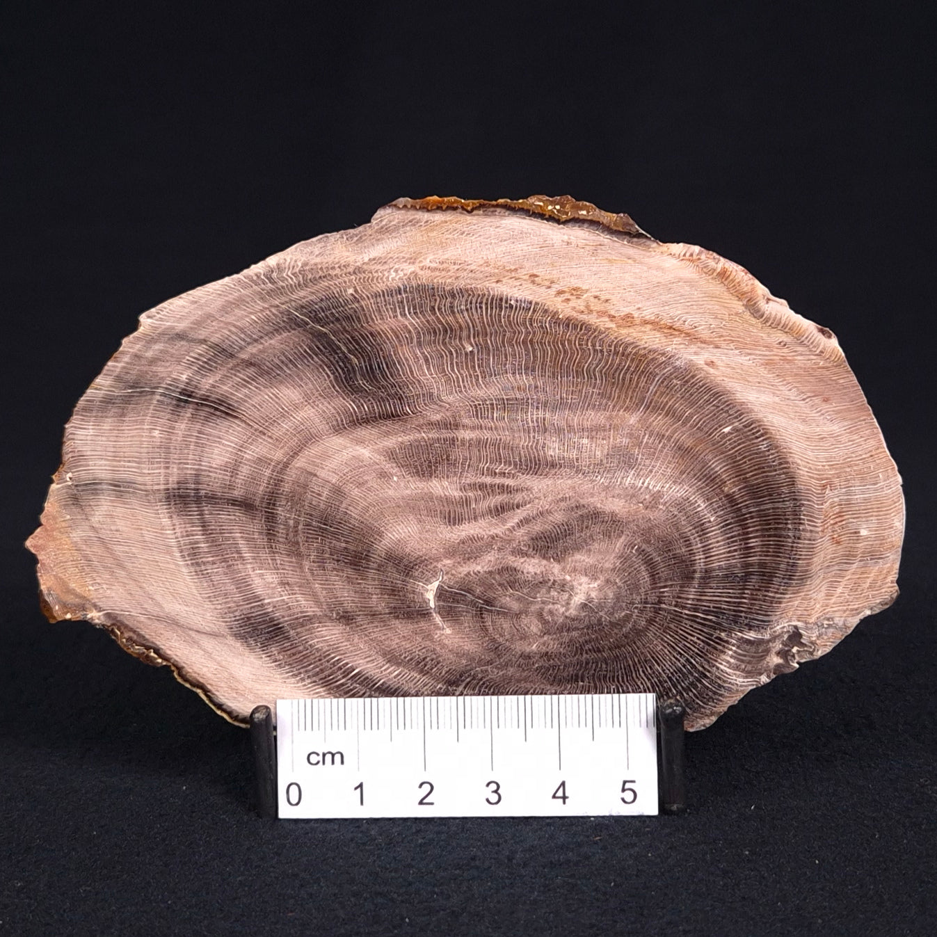 PETRIFIED WOOD CASUARINA sp. Late Oligocene, Australia ZCW009