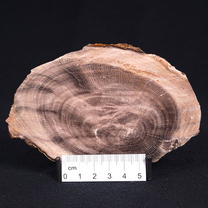 PETRIFIED WOOD CASUARINA sp. Late Oligocene, Australia ZCW009
