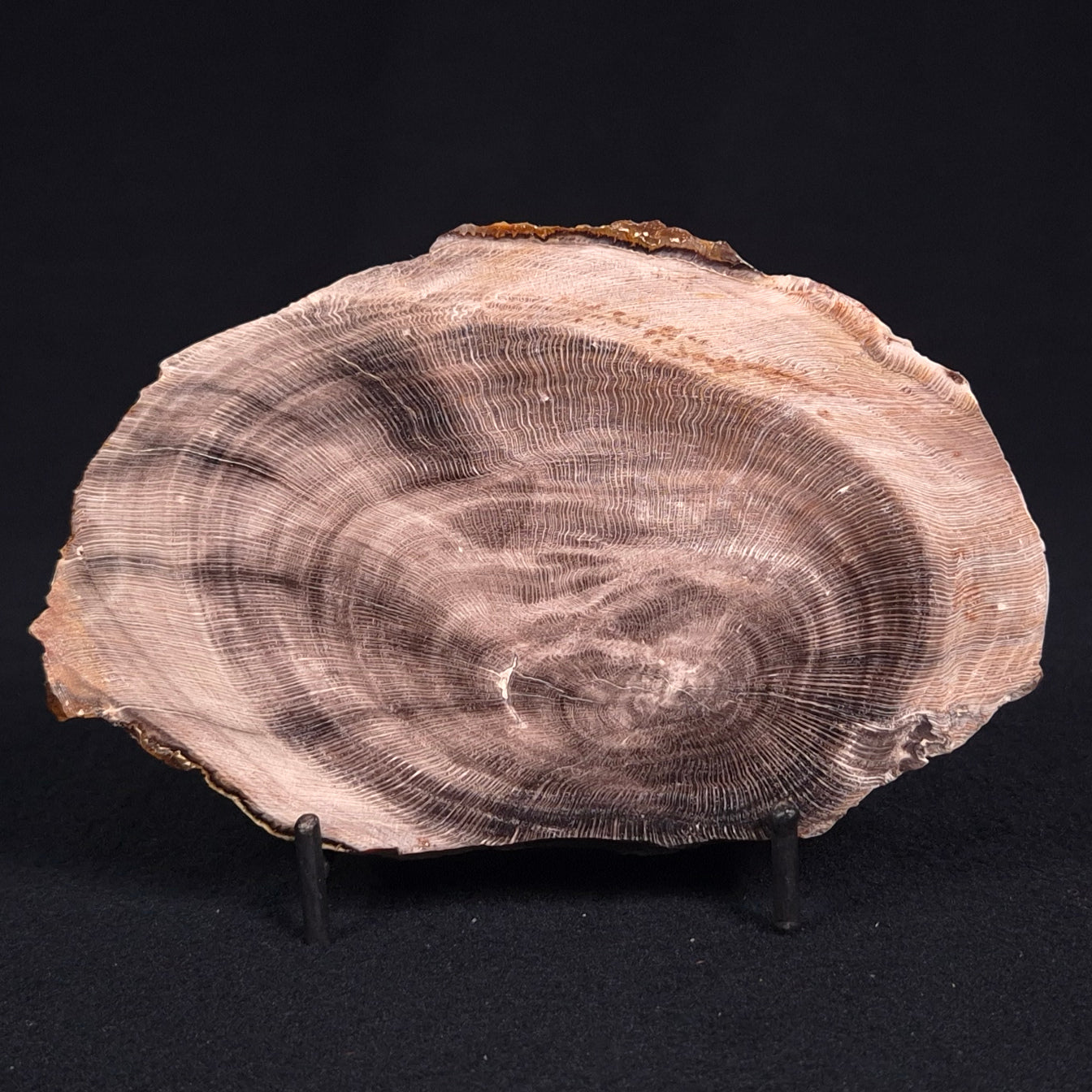PETRIFIED WOOD CASUARINA sp. Late Oligocene, Australia ZCW009