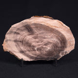 PETRIFIED WOOD CASUARINA sp. Late Oligocene, Australia ZCW009