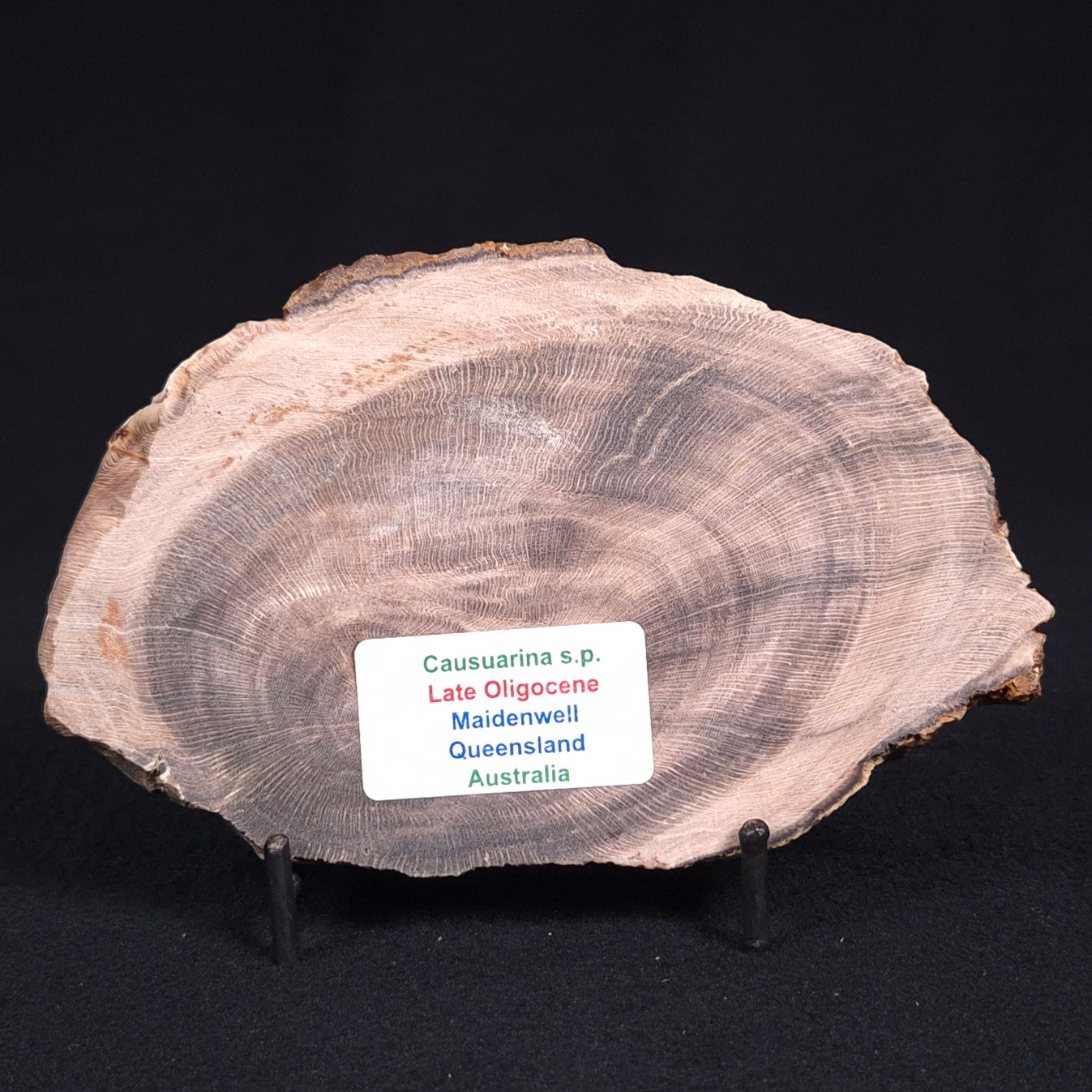 PETRIFIED WOOD CASUARINA sp. Late Oligocene, Australia ZCW009
