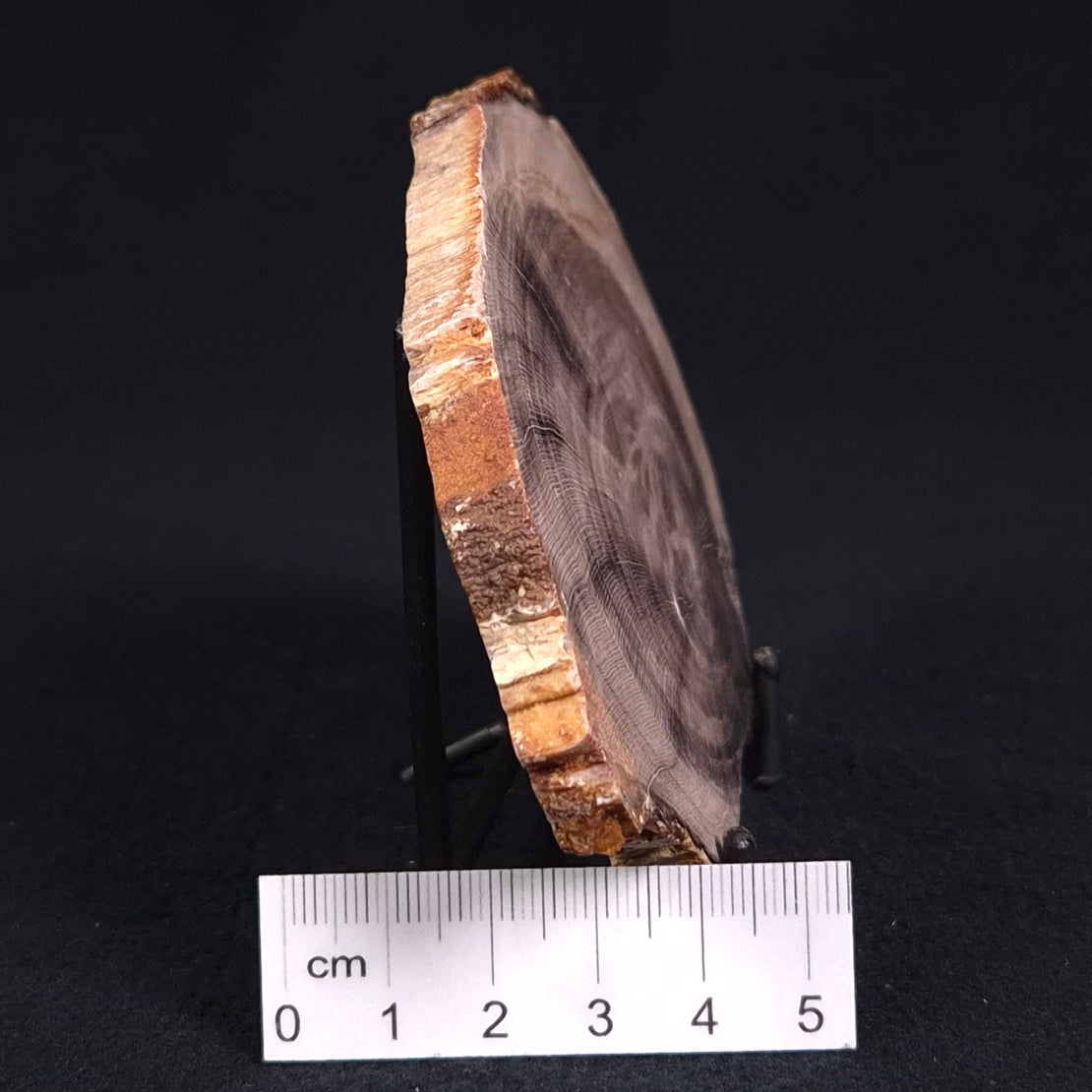 PETRIFIED WOOD CASUARINA sp. Late Oligocene, Australia ZCW009