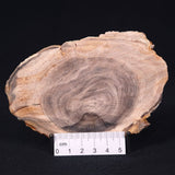 PETRIFIED WOOD CASUARINA sp. Late Oligocene, Australia ZCW010
