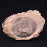 PETRIFIED WOOD CASUARINA sp. Late Oligocene, Australia ZCW010