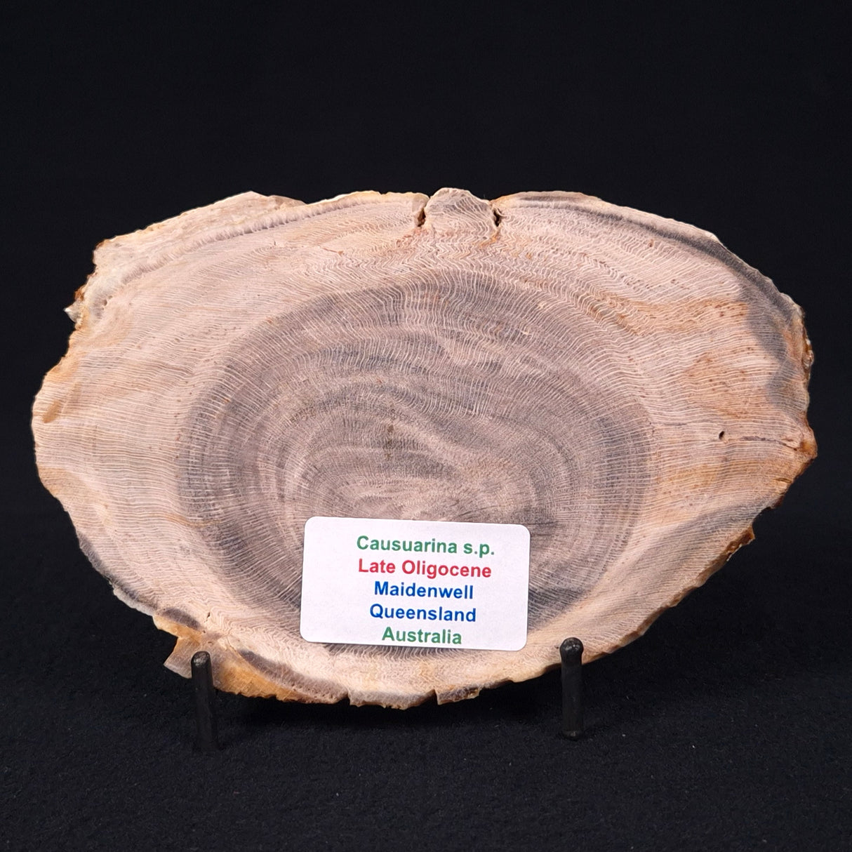 PETRIFIED WOOD CASUARINA sp. Late Oligocene, Australia ZCW010