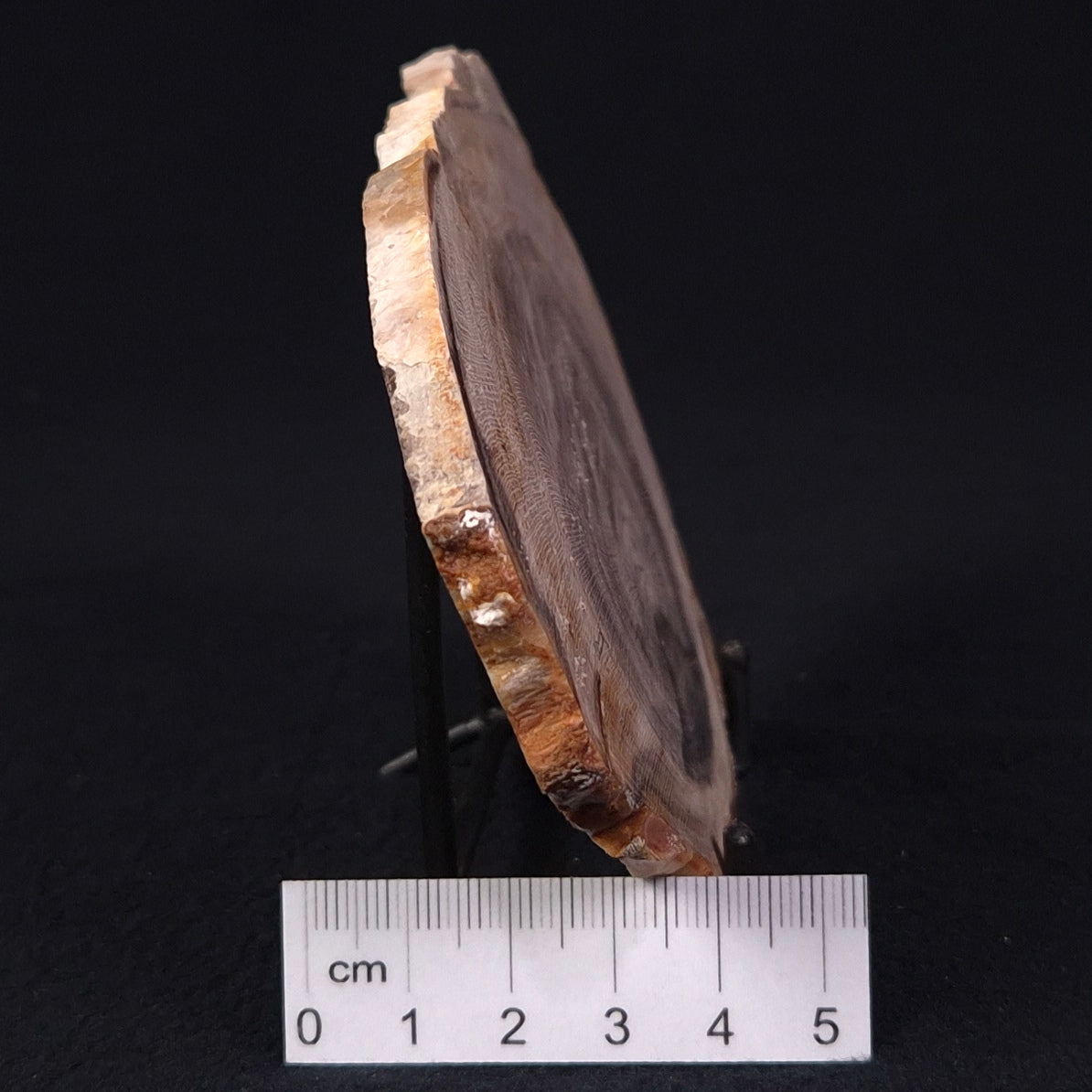 PETRIFIED WOOD CASUARINA sp. Late Oligocene, Australia ZCW010