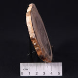 PETRIFIED WOOD CASUARINA sp. Late Oligocene, Australia ZCW010