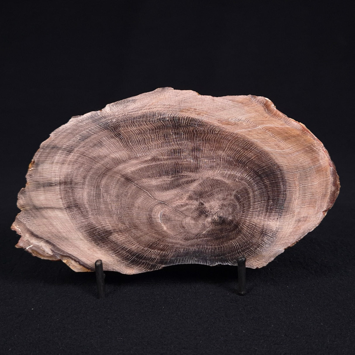 PETRIFIED WOOD CASUARINA sp. Late Oligocene, Australia ZCW011
