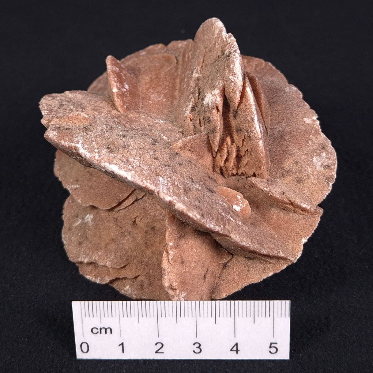 DESERT ROSE GYPSUM, Morocco XDR009