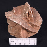 DESERT ROSE GYPSUM, Morocco XDR009