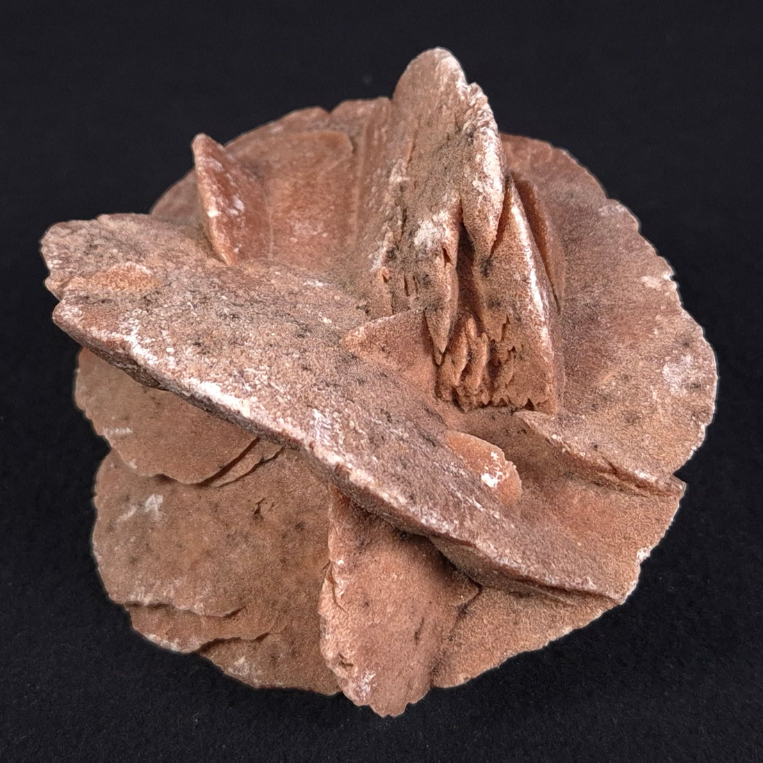 DESERT ROSE GYPSUM, Morocco XDR009