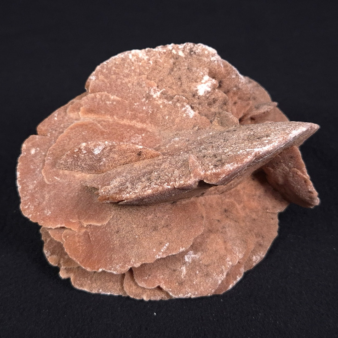 DESERT ROSE GYPSUM, Morocco XDR009