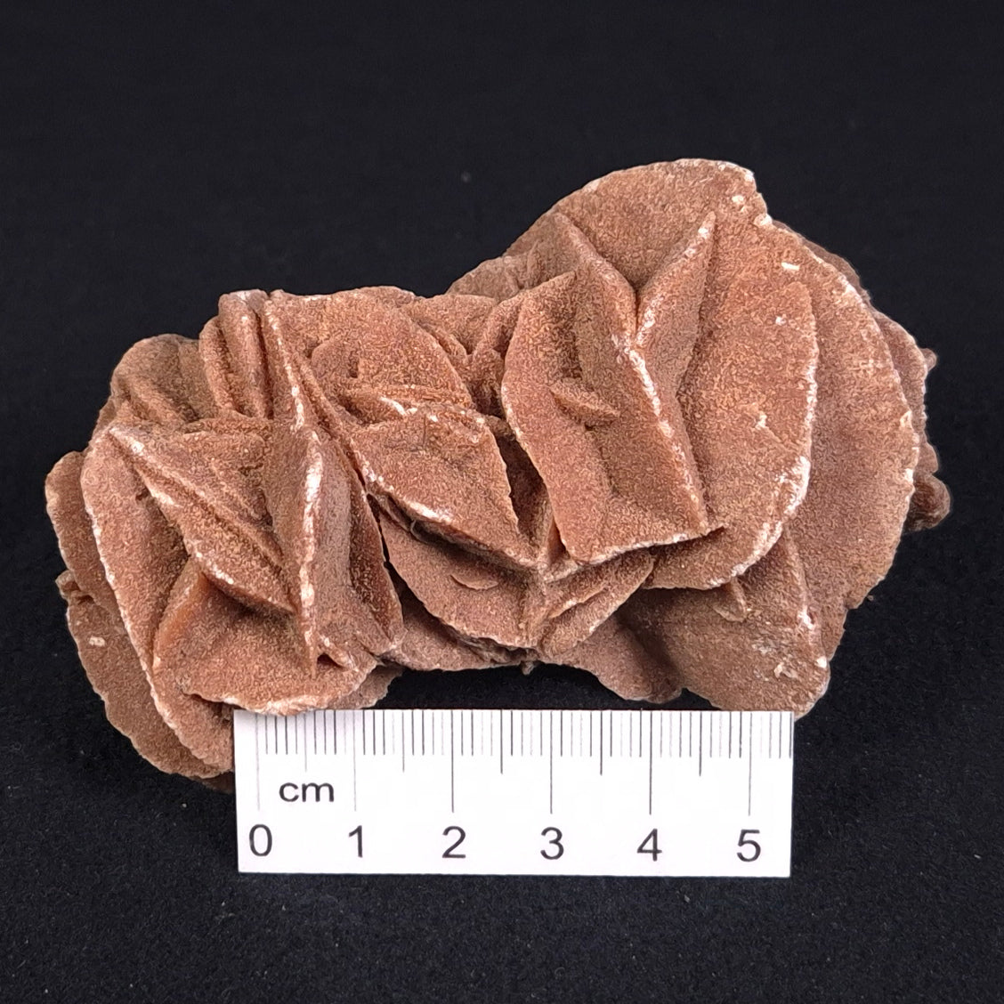 DESERT ROSE GYPSUM, Morocco XDR008