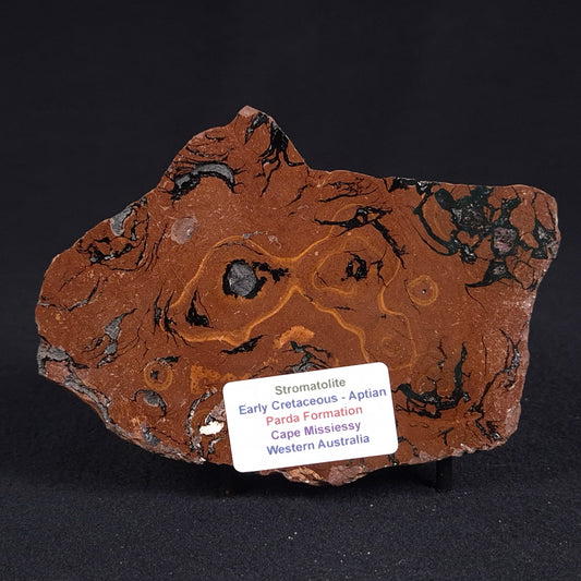 STROMATOLITE, Parda Formation, Early Cretaceous (Aptian), Australia ZPF008
