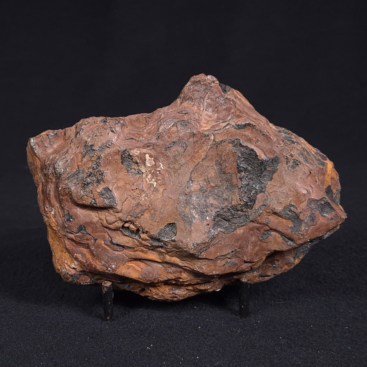 STROMATOLITE, Parda Formation, Early Cretaceous (Aptian), Australia ZPF008