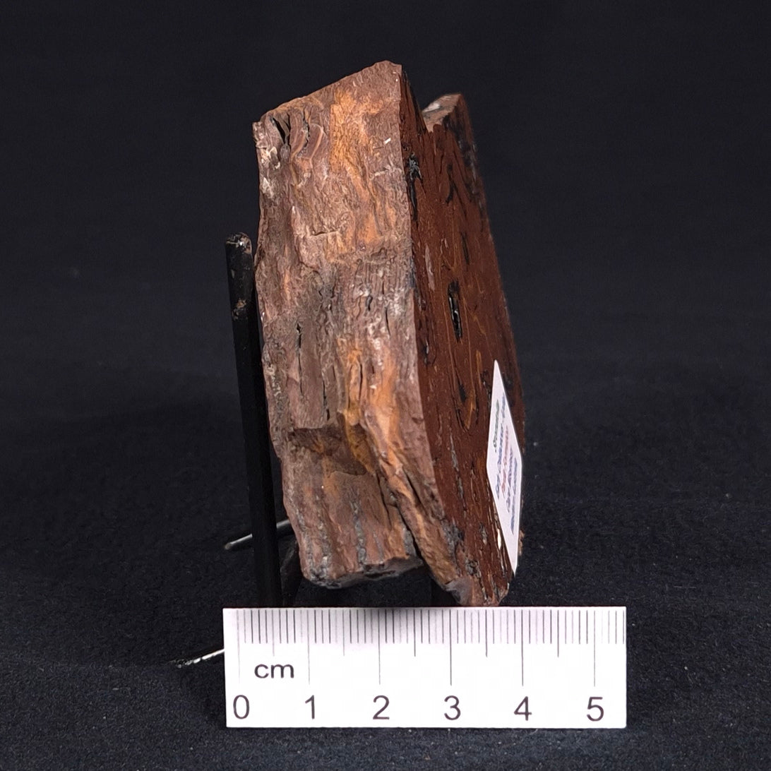 STROMATOLITE, Parda Formation, Early Cretaceous (Aptian), Australia ZPF008