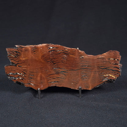 STROMATOLITE, Parda Formation, Early Cretaceous (Aptian), Australia ZPF009