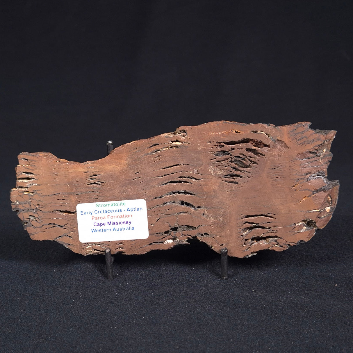 STROMATOLITE, Parda Formation, Early Cretaceous (Aptian), Australia ZPF009