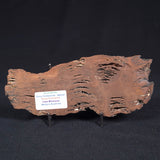 STROMATOLITE, Parda Formation, Early Cretaceous (Aptian), Australia ZPF009