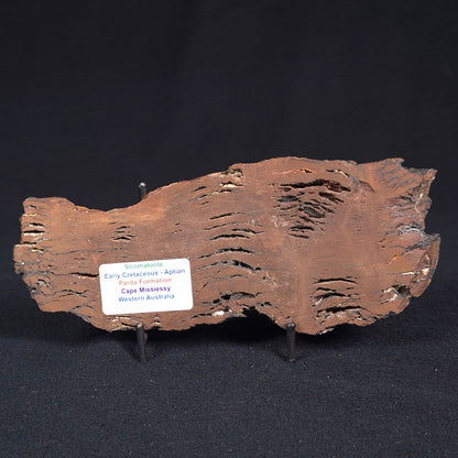 STROMATOLITE, Parda Formation, Early Cretaceous (Aptian), Australia ZPF009