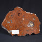 STROMATOLITE, Parda Formation, Early Cretaceous (Aptian), Australia ZPF010
