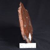 STROMATOLITE, Parda Formation, Early Cretaceous (Aptian), Australia ZPF010