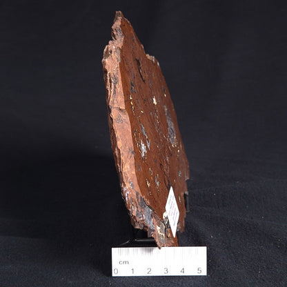 STROMATOLITE, Parda Formation, Early Cretaceous (Aptian), Australia ZPF010