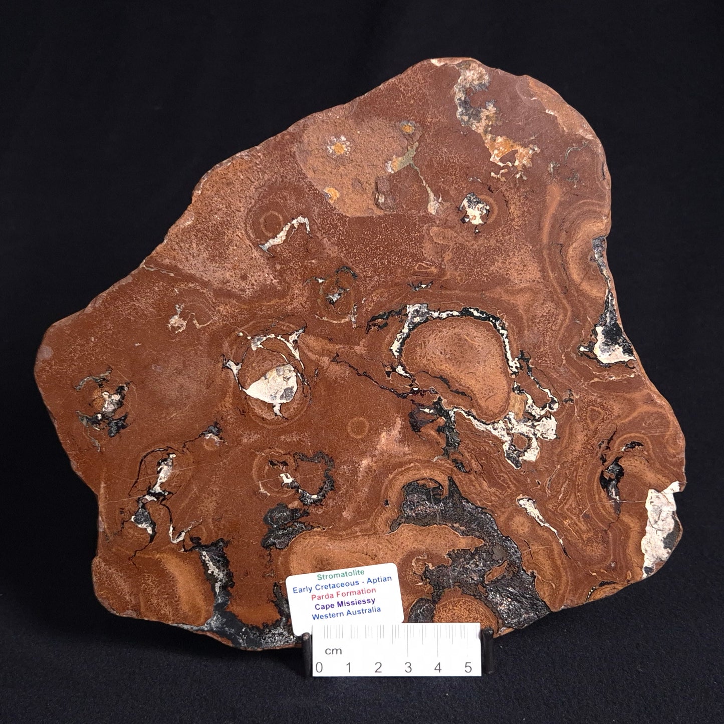 STROMATOLITE, Parda Formation, Early Cretaceous (Aptian), Australia ZPF011