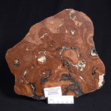 STROMATOLITE, Parda Formation, Early Cretaceous (Aptian), Australia ZPF011