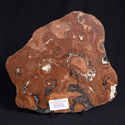 STROMATOLITE, Parda Formation, Early Cretaceous (Aptian), Australia ZPF011