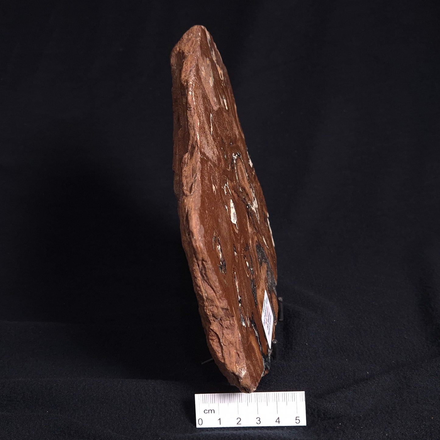 STROMATOLITE, Parda Formation, Early Cretaceous (Aptian), Australia ZPF011