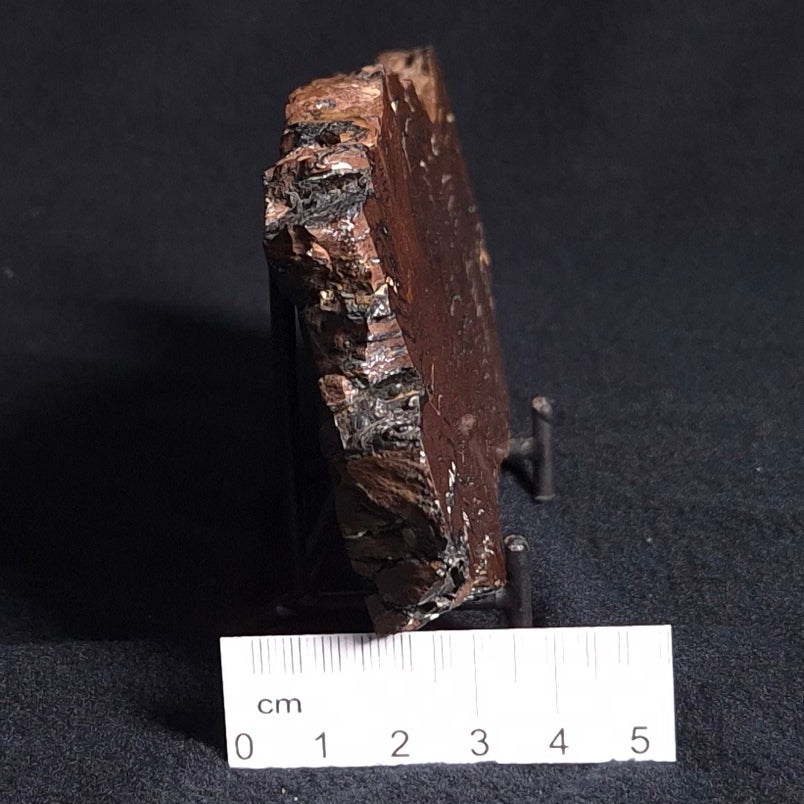 STROMATOLITE, Parda Formation, Early Cretaceous (Aptian), Australia ZPF009