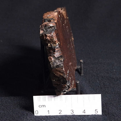 STROMATOLITE, Parda Formation, Early Cretaceous (Aptian), Australia ZPF009