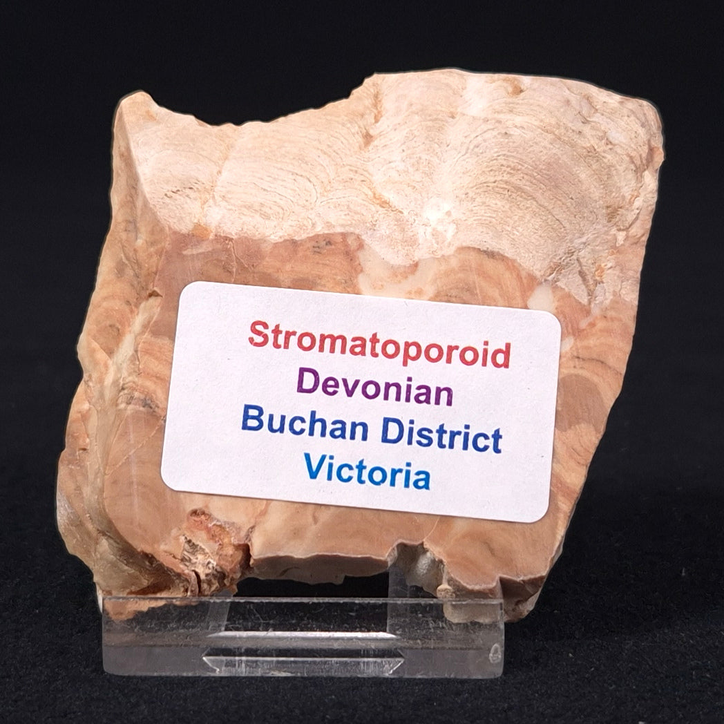 STROMATOPOROID, Devonian, Australia ZSB001