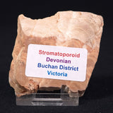 STROMATOPOROID, Devonian, Australia ZSB001