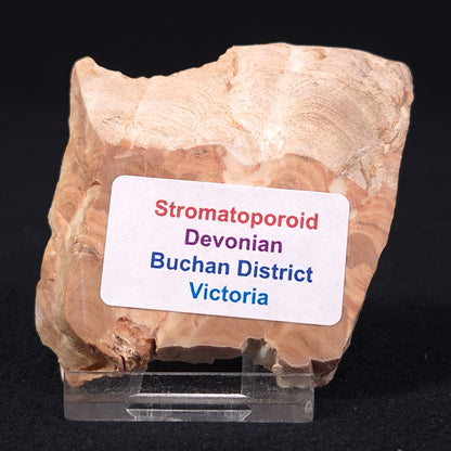 STROMATOPOROID, Devonian, Australia ZSB001