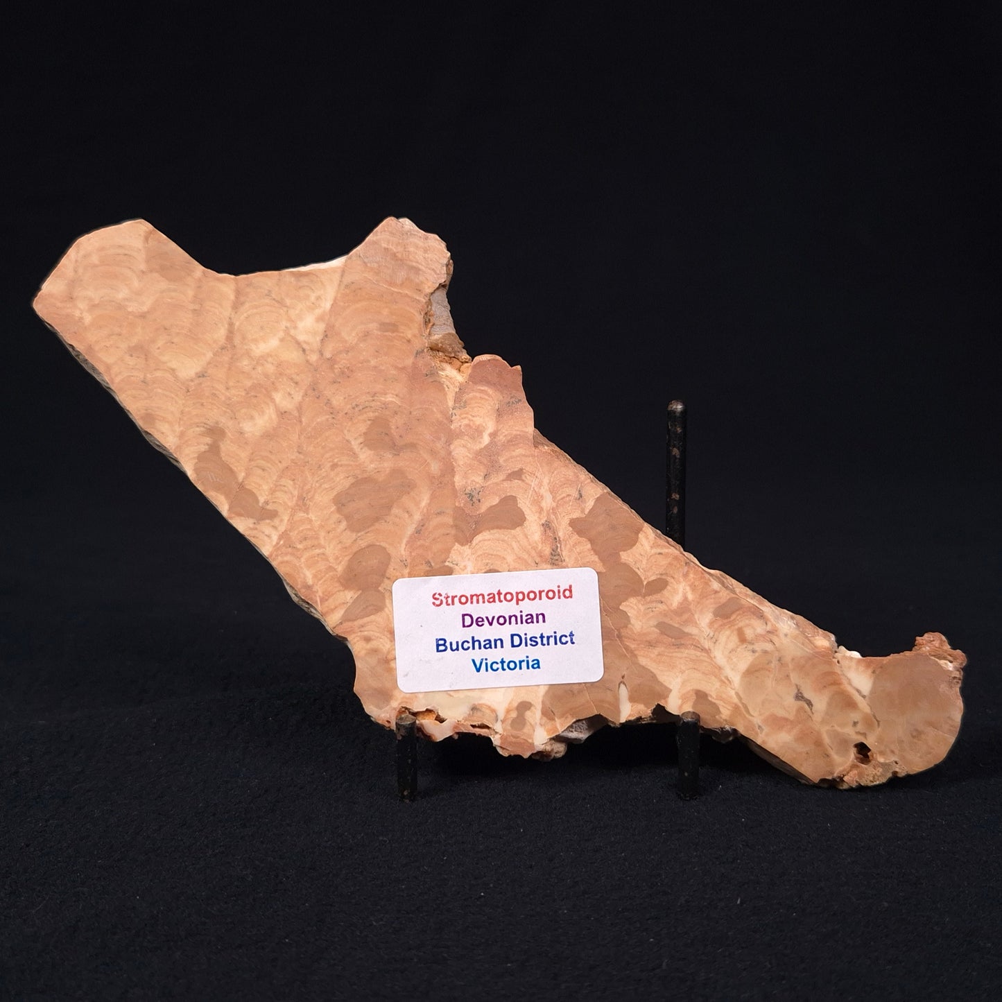 STROMATOPOROID, Devonian, Australia ZSB004