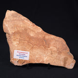 STROMATOPOROID, Devonian, Australia ZSB006