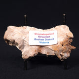 STROMATOPOROID, Devonian, Australia ZSB008