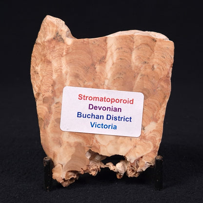 STROMATOPOROID, Devonian, Australia ZSB010