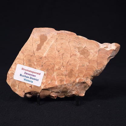 STROMATOPOROID, Devonian, Australia ZSB014