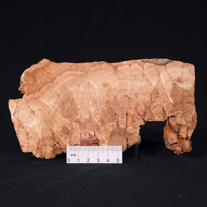 STROMATOPOROID, Devonian, Australia ZSB005