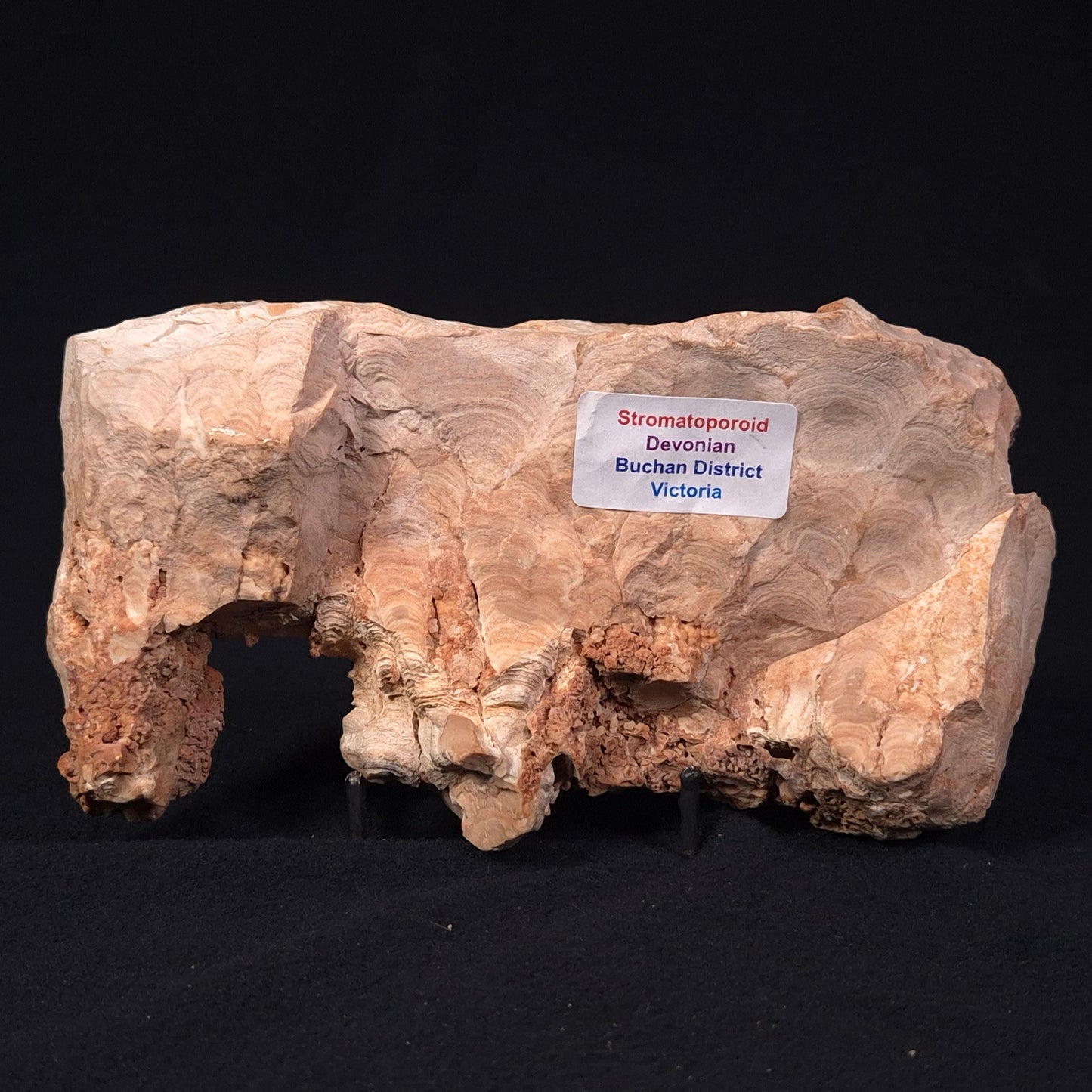 STROMATOPOROID, Devonian, Australia ZSB005