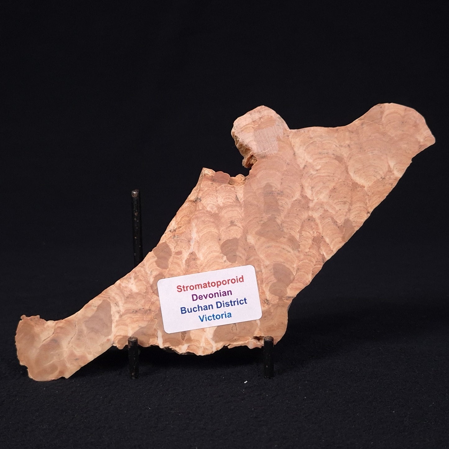 STROMATOPOROID, Devonian, Australia ZSB013