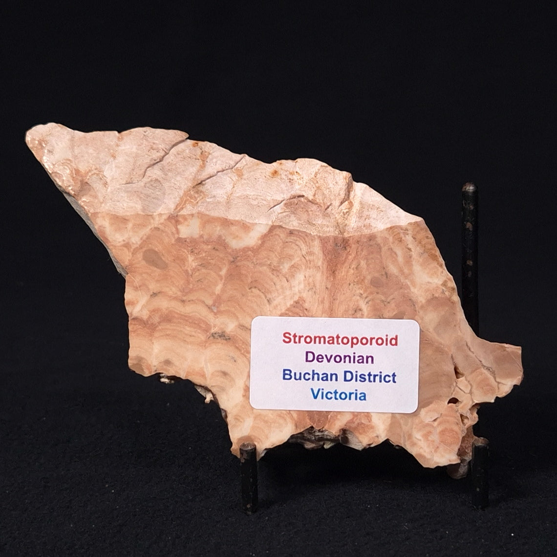 STROMATOPOROID, Devonian, Australia ZSB012