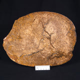 OSMUNDA sp. PETRIFIED FERN, Cretaceous, Australia XOS001