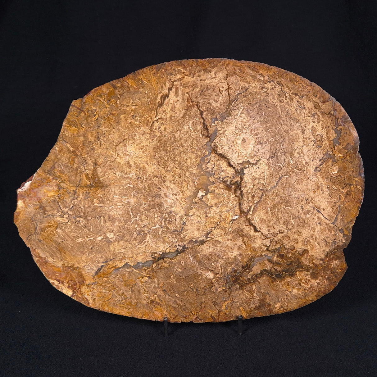 OSMUNDA sp. PETRIFIED FERN, Cretaceous, Australia XOS001