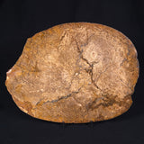 OSMUNDA sp. PETRIFIED FERN, Cretaceous, Australia XOS001