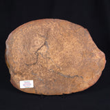 OSMUNDA sp. PETRIFIED FERN, Cretaceous, Australia XOS001